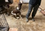 AKC Registered Springer Spaniel puppy