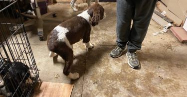 AKC Registered Springer Spaniel puppy