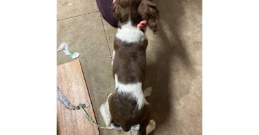 AKC Registered Springer Spaniel puppy