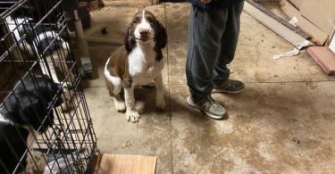 AKC Registered Springer Spaniel puppy