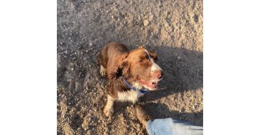AKC Registered Springer Spaniel puppy