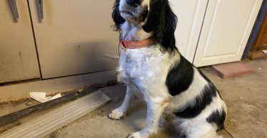 AKC Registered Springer Spaniel puppy