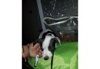 Reindeer Chihuahua puppy need of new home