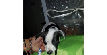 Reindeer Chihuahua puppy need of new home