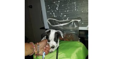Reindeer Chihuahua puppy need of new home
