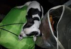 Reindeer Chihuahua puppy need of new home