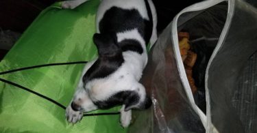 Reindeer Chihuahua puppy need of new home