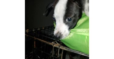 Reindeer Chihuahua puppy need of new home