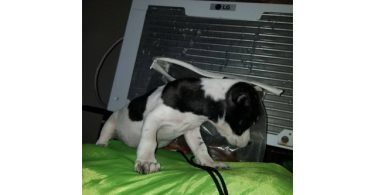 Reindeer Chihuahua puppy need of new home