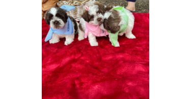 Malshi Poodle mix puppies
