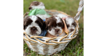 Malshi Poodle mix puppies