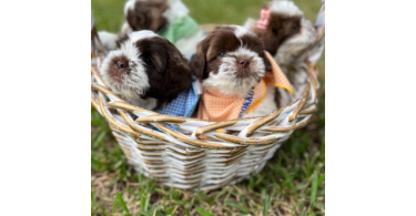 Malshi Poodle mix puppies