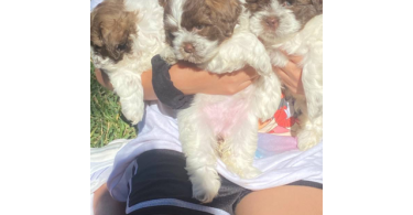 Malshi Poodle mix puppies