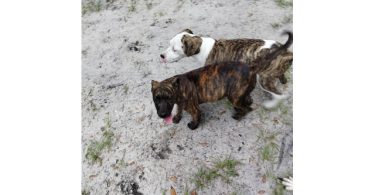 2 brindle pit bull puppies