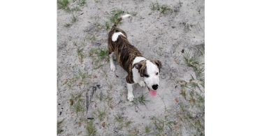 2 brindle pit bull puppies