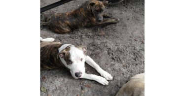 2 brindle pit bull puppies