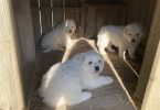 3 boy Great Pyrenees puppies