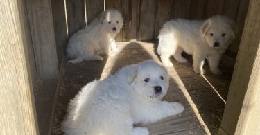 3 boy Great Pyrenees puppies