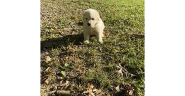 3 boy Great Pyrenees puppies
