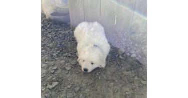 3 boy Great Pyrenees puppies
