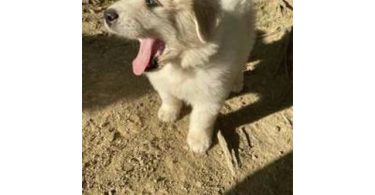 3 boy Great Pyrenees puppies