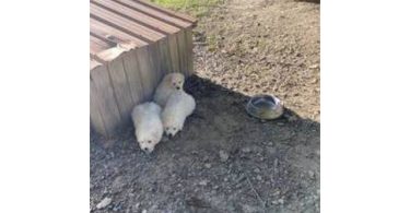 3 boy Great Pyrenees puppies