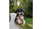 3 Chiweenie puppies