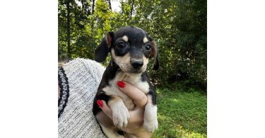 3 Chiweenie puppies