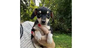 3 Chiweenie puppies