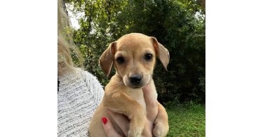 3 Chiweenie puppies