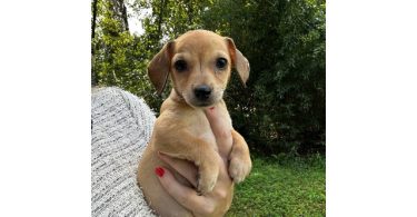 3 Chiweenie puppies