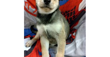 4 Border Collie Husky mix puppies
