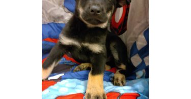 4 Border Collie Husky mix puppies