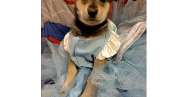 4 Border Collie Husky mix puppies