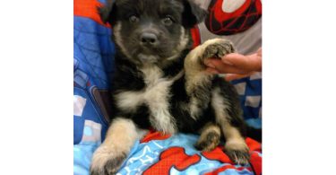 4 Border Collie Husky mix puppies