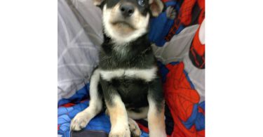 4 Border Collie Husky mix puppies
