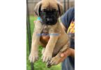 Champion English Mastiff puppiesfor sale