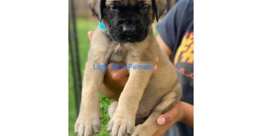 Champion English Mastiff puppiesfor sale