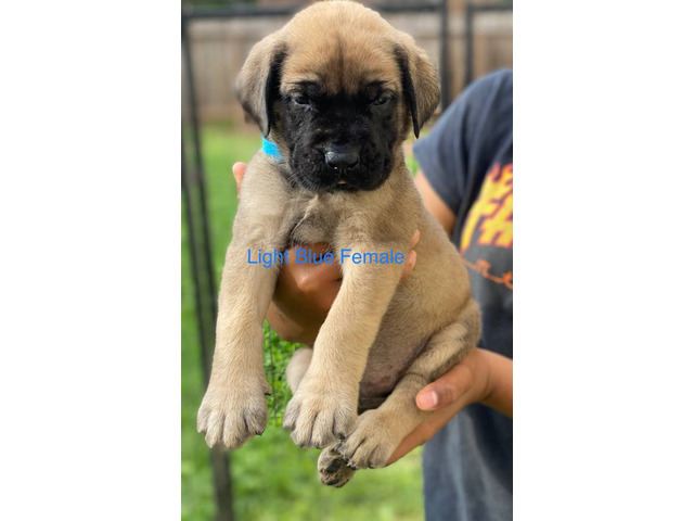 Champion English Mastiff puppiesfor sale