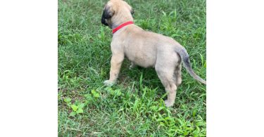 Champion English Mastiff puppiesfor sale