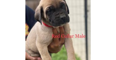 Champion English Mastiff puppiesfor sale