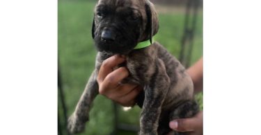 Champion English Mastiff puppiesfor sale