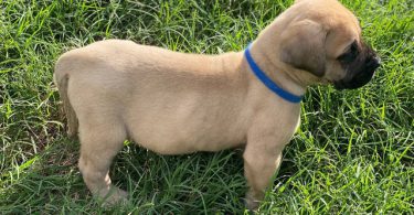 Champion English Mastiff puppiesfor sale