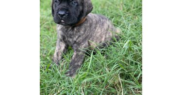 Champion English Mastiff puppiesfor sale