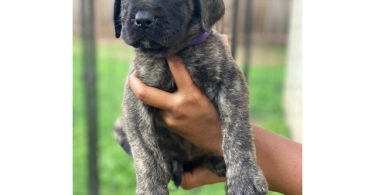 Champion English Mastiff puppiesfor sale