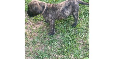Champion English Mastiff puppiesfor sale