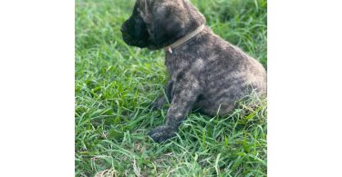 Champion English Mastiff puppiesfor sale