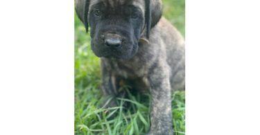 Champion English Mastiff puppiesfor sale