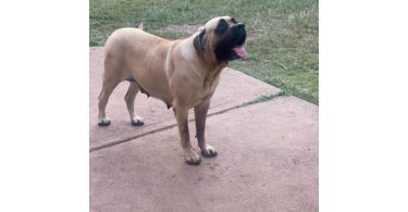 Champion English Mastiff puppiesfor sale