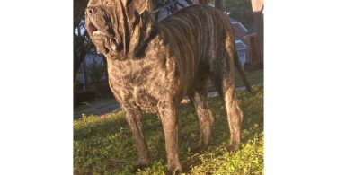 Champion English Mastiff puppiesfor sale